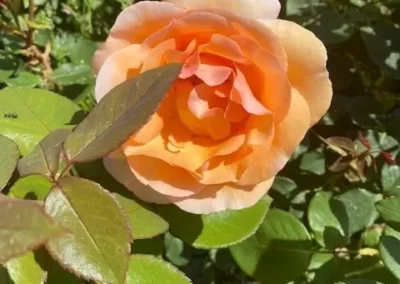 Mooie roos-Belle rose- Beautiful rose